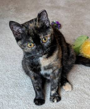 Tortoiseshell Cats Available for Adoption in Columbus, Ohio - Meg Ryan | PetCurious