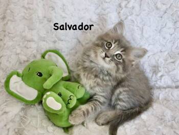 Maine Coon Cats Available for Adoption in St. Augustine, Florida - Salvador | PetCurious