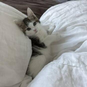 Ikura -  Domestic Short Hair Cat for Adoption in New York, New York - Ikura | PetCurious