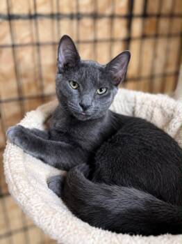 Smokey -  Domestic Short Hair Cat for Adoption in Rixeyville, Virginia - Smokey | PetCurious