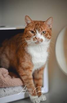 Domestic Short Hair Cats Available for Adoption - Lily | PetCurious