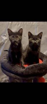 Libro -  Domestic Short Hair Cat Available for Adoption in Colorado Springs, Colorado - Libro | PetCurious