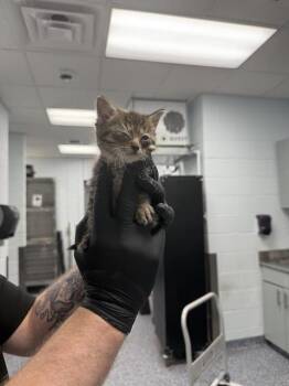 TEDDY -  Domestic Short Hair Cat for Adoption in Charlotte, North Carolina - TEDDY | PetCurious