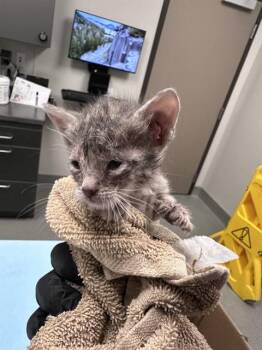 Domestic Short Hair Cats Available for Adoption in Ontario, California - NORI - NEEDS A FOSTER | PetCurious