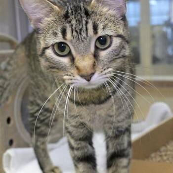 Cinnamon -  Domestic Short Hair Cat for Adoption in Austin, Texas - Cinnamon | PetCurious