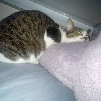 Branna -  Domestic Short Hair Cat for Adoption in Tempe, Arizona - Branna | PetCurious