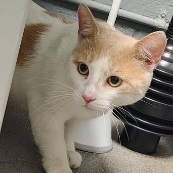 Creamsicle -  Domestic Short Hair Cat for Adoption in Allentown, Pennsylvania - Creamsicle | PetCurious
