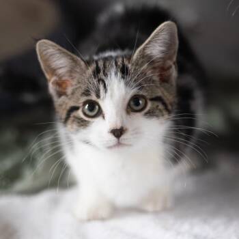 Barcelona -  Domestic Short Hair Cat for Adoption - Barcelona | PetCurious