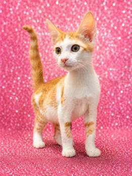 ERIC SPARROW -  Domestic Short Hair Cat for Adoption in Jacksonville, Florida - ERIC SPARROW | PetCurious