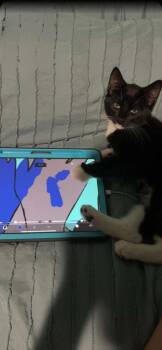 Cucumber -  Domestic Short Hair Cat for Adoption in Manchester, Connecticut - Cucumber | PetCurious