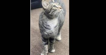Leona -  Domestic Short Hair Cat for Adoption in Thatcher, Arizona - Leona | PetCurious