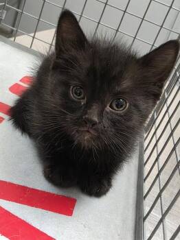 GHOST -  Domestic Short Hair Cat for Adoption in Las Vegas, Nevada - GHOST | PetCurious