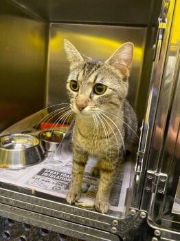 Domestic Short Hair Cats Available for Adoption in Jackson, Tennessee - Teapot | PetCurious