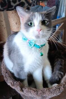 Calico Cats Available for Adoption - Taffy ♡ | PetCurious