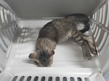 Sx Suite Busby -  Domestic Short Hair Cat for Adoption in Lawrenceville, Georgia - Sx Suite Busby | PetCurious