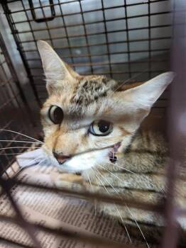 BUTTERSCOTCH -  Domestic Short Hair Cat for Adoption in San Antonio, Texas - BUTTERSCOTCH | PetCurious