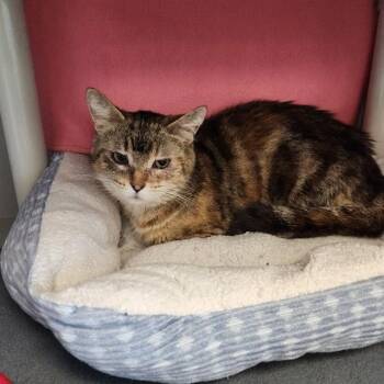 AERIE -  Domestic Short Hair Cat for Adoption in Kalamazoo, Michigan - AERIE | PetCurious