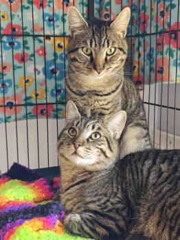 Domestic Short Hair Cats Available for Adoption in New Britain, Connecticut - Draco & Qadu  | PetCurious