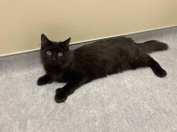 Atlas -  Domestic Medium Hair Cat for Adoption in Arlington, Vermont - Atlas | PetCurious