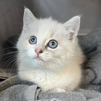 Rapunzel -  Ragdoll and Domestic Short Hair Cat for Adoption in Wadena, Minnesota - Rapunzel | PetCurious