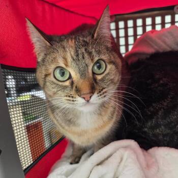 Domestic Short Hair Cats Available for Adoption - Pancake | PetCurious