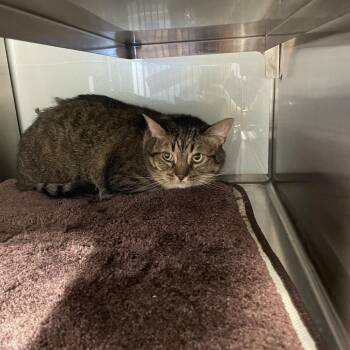 Otis -  Domestic Short Hair Cat for Adoption in Abilene, Texas - Otis | PetCurious