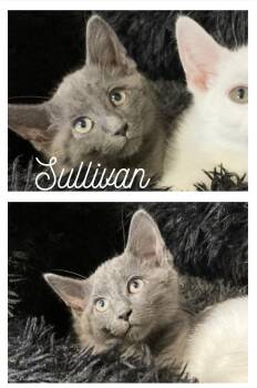 Rescue Domestic Short Hair Cats for Adoption in Pierceton, Indiana - Sullivan | PetCurious