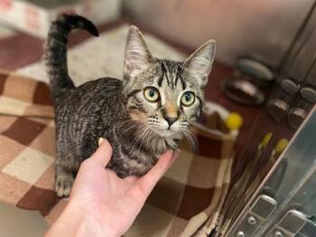 LEMMY -  Domestic Short Hair Cat for Adoption in Fort Wayne, Indiana - LEMMY | PetCurious