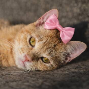 Tabby Cats Available for Adoption - Diva | PetCurious