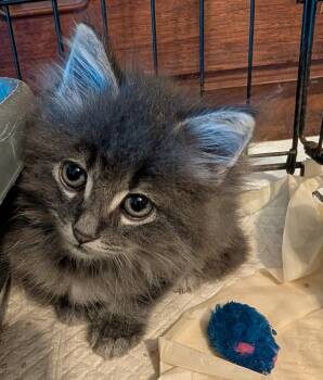 Poppy and Rosie -  Maine Coon Cat for Adoption in Ypsilanti, Michigan - Poppy And Rosie | PetCurious