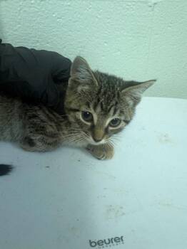 Kawa -  Domestic Short Hair Cat for Adoption in Cincinnati, Ohio - Kawa | PetCurious
