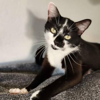 Tapioca -  Domestic Medium Hair Cat for Adoption - Tapioca | PetCurious