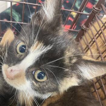 Kelly* -  Domestic Short Hair Cat for Adoption in San Gabriel, California - Kelly* | PetCurious