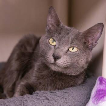 Chace -  Domestic Short Hair Cat for Adoption in Mentor, Ohio - Chace | PetCurious