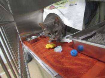 Domestic Short Hair Cats Available for Adoption in Derwood, Maryland - LOLA | PetCurious