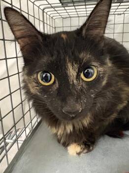DOLLY -  Domestic Medium Hair Cat for Adoption in Las Vegas, Nevada - DOLLY | PetCurious