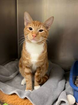 Domestic Short Hair Cats Available for Adoption - Pumpkin Spice | PetCurious