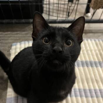 Dudley -  Domestic Short Hair Cat for Adoption in Columbus, Ohio - Dudley | PetCurious