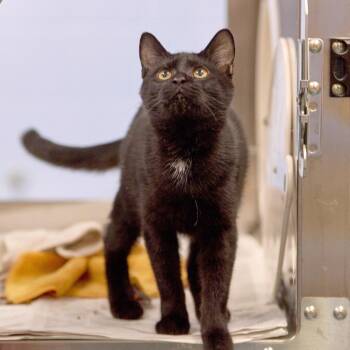 Churro -  Domestic Short Hair Cat for Adoption in Memphis, Tennessee - Churro | PetCurious