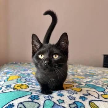 Cloak -  Domestic Short Hair Cat for Adoption in Milwaukee, Wisconsin - Cloak | PetCurious