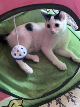 Domestic Short Hair Cats Available for Adoption - Jewels  | PetCurious