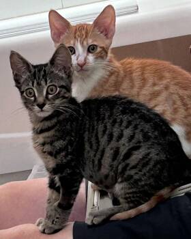 Gladiator (bonded with Freesia) -  Domestic Short Hair Cat for Adoption in San Francisco, California - Gladiator (bonded With Freesia) | PetCurious