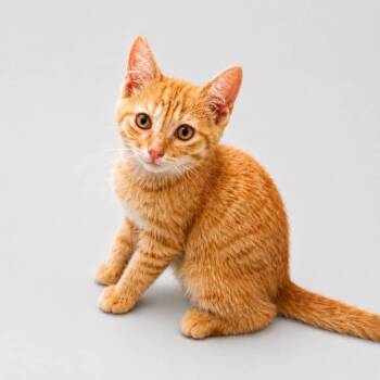 Chucky -  Domestic Short Hair Cat for Adoption in Rocky Mount, Virginia - Chucky | PetCurious