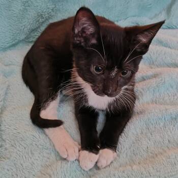 Sapote (White) -  Domestic Short Hair Cat for Adoption in Greensboro, North Carolina - Sapote (White) | PetCurious