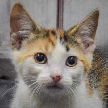 Virginia -  Calico and Domestic Short Hair Cat for Adoption in Huntley, Illinois - Virginia | PetCurious