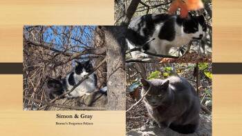 Rescue Domestic Short Hair Cats for Adoption in Boston, Massachusetts - Simon & Gray | PetCurious