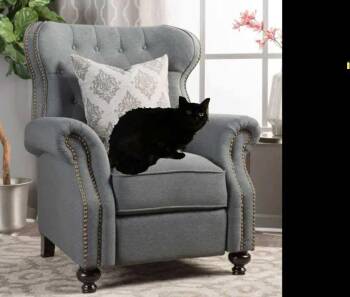 Rescue Domestic Short Hair Cats for Adoption in Gladstone, Oregon - Bigfoot | PetCurious