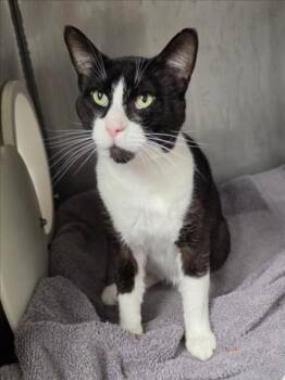*GILBERT GRAPE -  Domestic Short Hair Cat for Adoption in Woodland, California - *GILBERT GRAPE | PetCurious