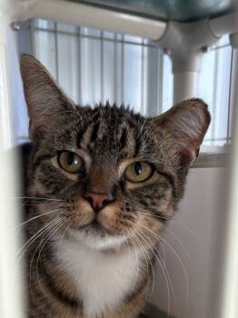 Rescue Domestic Short Hair Cats for Adoption in Hartford City, Indiana - Mitty | PetCurious