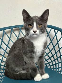 Vivi -  Domestic Short Hair Cat for Adoption in Houston, Texas - Vivi | PetCurious